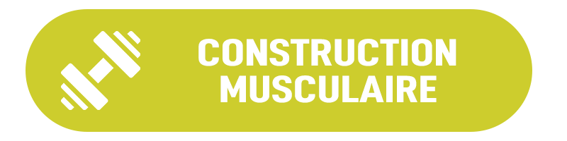 Construction Musculaire.png