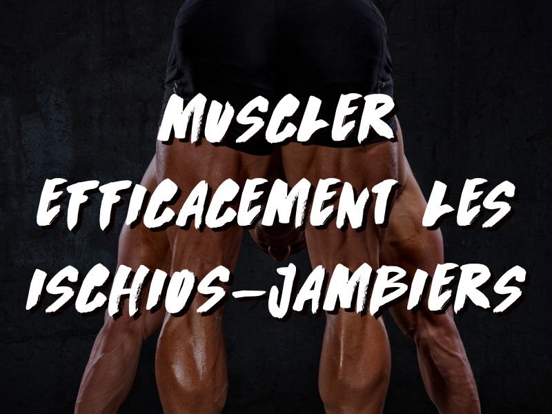 COMMENT MUSCLER EFFICACEMENT LES ISCHIOS-JAMBIERS ?