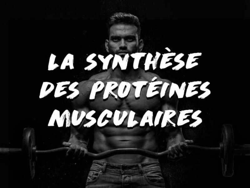FAVORISER LA SYNTHESE DES PROTÉINES MUSCULAIRE