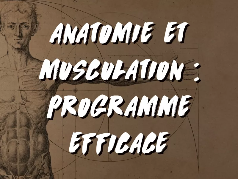 ANATOMIE ET MUSCULATION : PROGRAMME EFFICACE